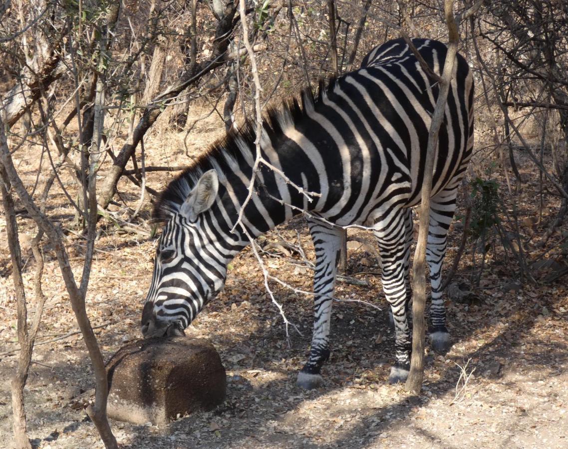 Weltevrede Lodge - Self Catering Houses Marloth Park Esterno foto
