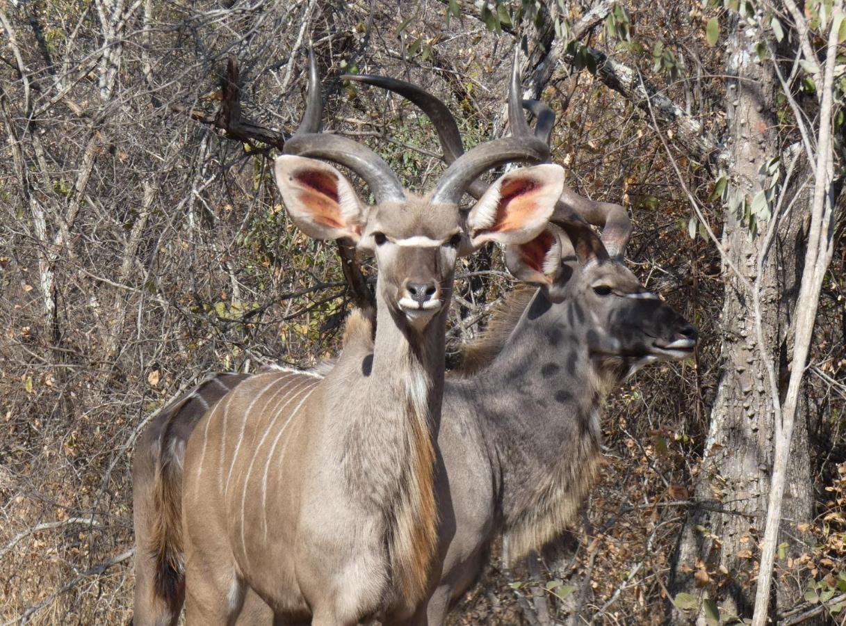 Weltevrede Lodge - Self Catering Houses Marloth Park Esterno foto
