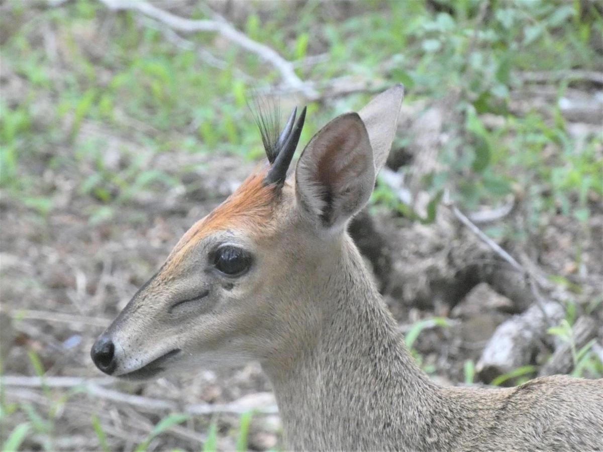 Weltevrede Lodge - Self Catering Houses Marloth Park Esterno foto