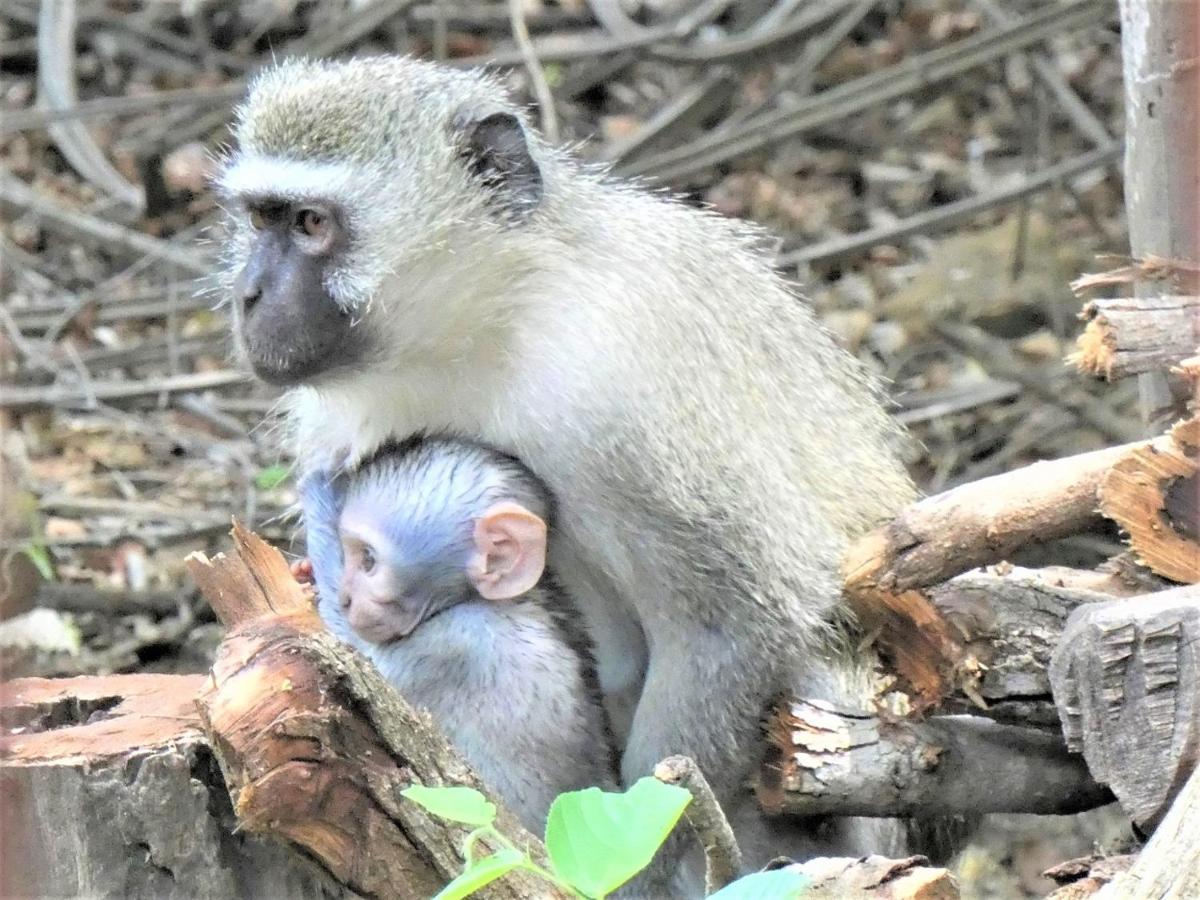 Weltevrede Lodge - Self Catering Houses Marloth Park Esterno foto