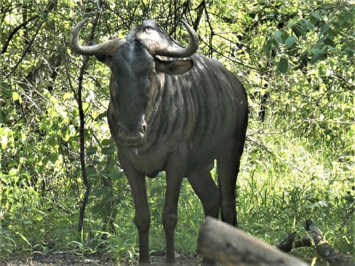 Weltevrede Lodge - Self Catering Houses Marloth Park Esterno foto
