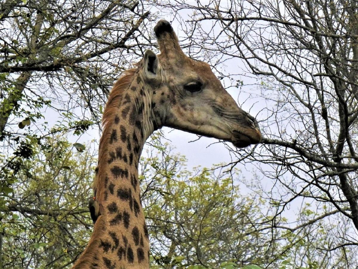 Weltevrede Lodge - Self Catering Houses Marloth Park Esterno foto