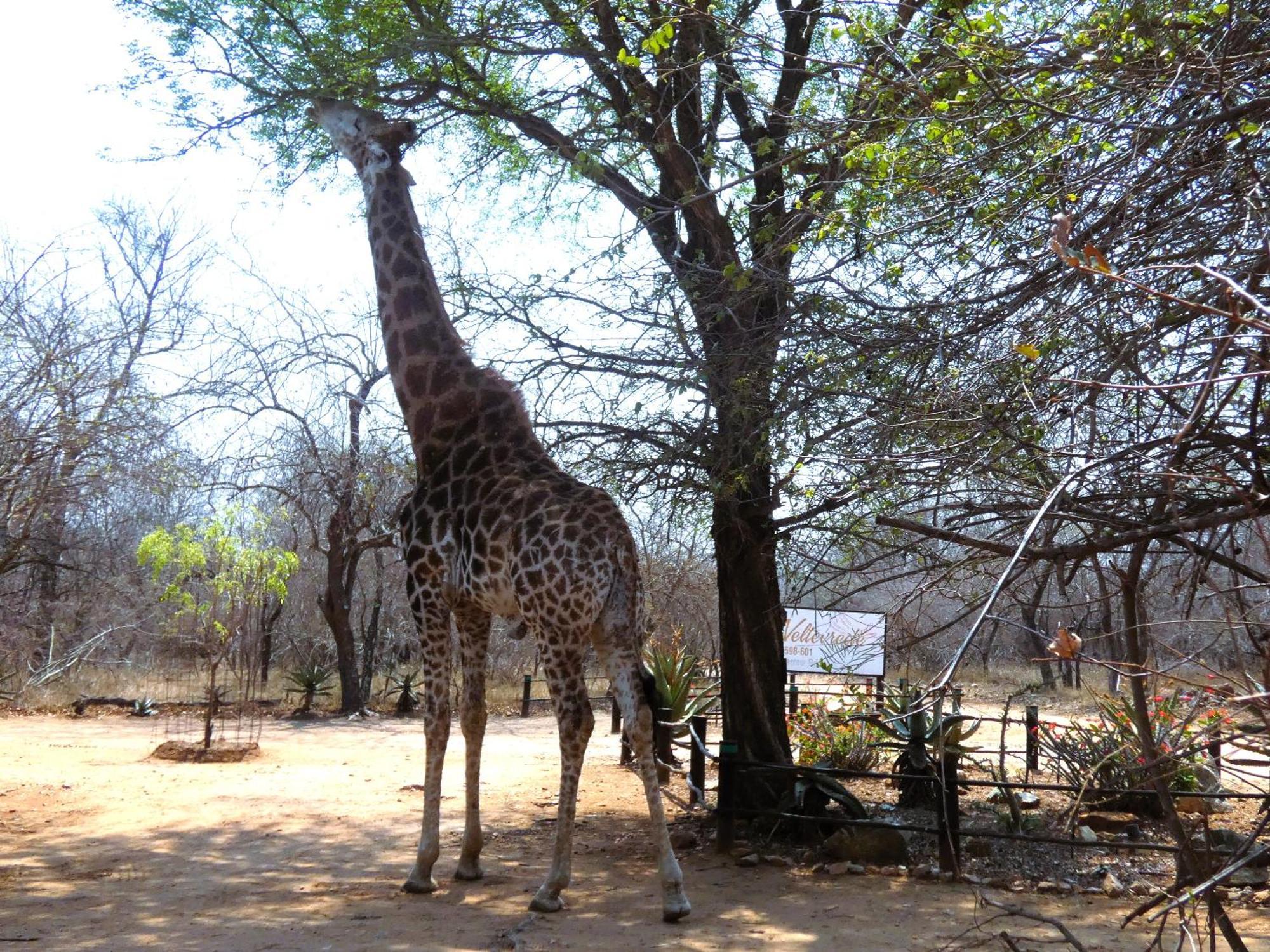 Weltevrede Lodge - Self Catering Houses Marloth Park Esterno foto